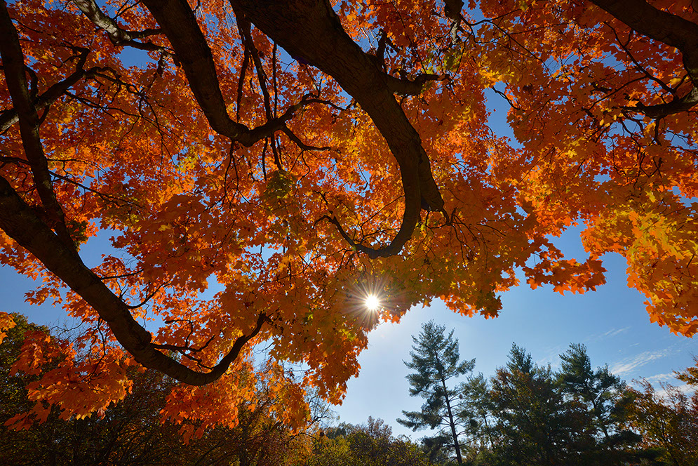 Sugar Maple